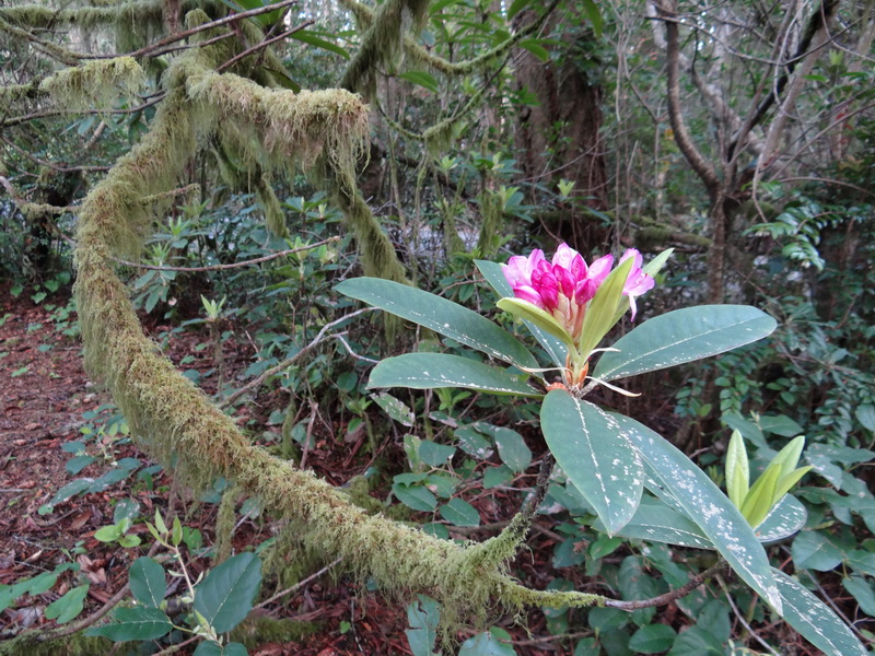 Rhdodendron
