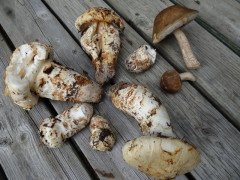 Pine Mushrooms